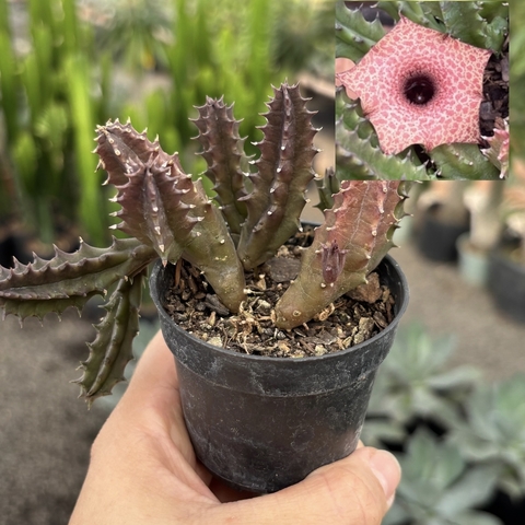 Huernia Hislopii var robusta pote 07 - comprar online