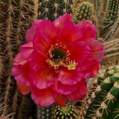 Trichocereus grandiflorus pote 07 na internet