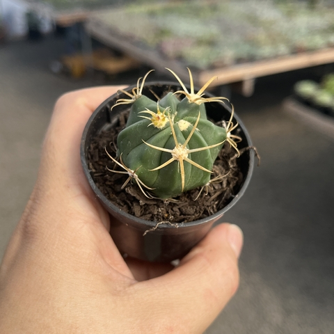 Ferocactus Latispinus pote 06 - comprar online