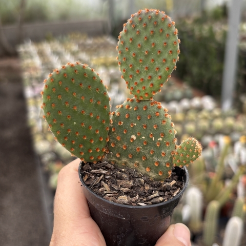 Orelha de Mickey vermelha pote 06 - comprar online