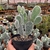 Opuntia Microdasys - Cacto Orelha de Mickey - Branca na internet