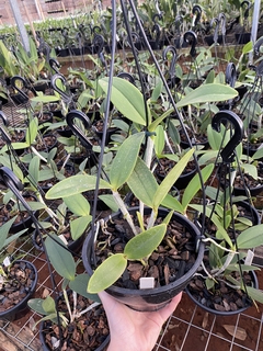 Cattleya amethystoglossa "tipo" pré adulta - loja online
