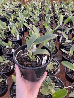 Cw. equilíbrio x Cw. top coerulea x Cw. xisto redonda - comprar online