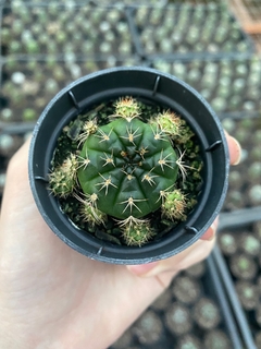 Gymnocalycium damsii - comprar online