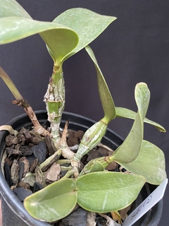 Orquídea Cattleya Nobilior fatal attraction x Cn. Amaliae (2) na internet