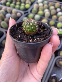 Lobivia arachnacantha (black) flor rosa claro - comprar online