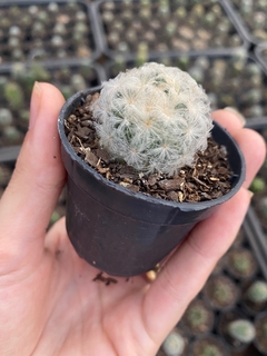 Mammillaria plumosa - Orquidário Progresso
