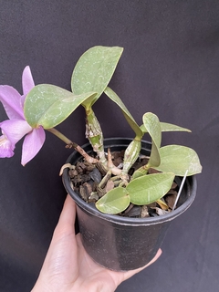 Orquídea Cattleya Nobilior fatal attraction x Cn. Amaliae (2) - loja online