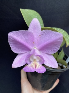 Orquídea Cattleya Nobilior fatal attraction x Cn. Amaliae (2) na internet