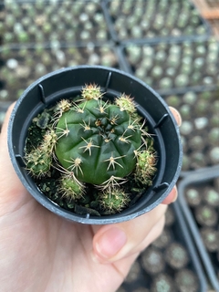 Gymnocalycium damsii - Orquidário Progresso