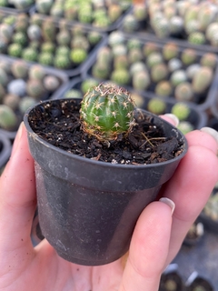 Lobivia arachnacantha (black) flor laranja - comprar online