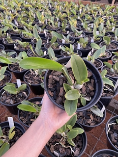 Cw. Rafael x Cw. imperatriz x (Cw. top coerulea x Cw. xisto redonda) - Orquidário Progresso