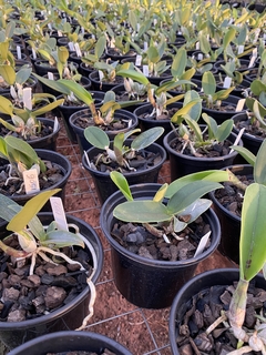 Cw. equilíbrio x Cw. top coerulea x Cw. xisto redonda - loja online
