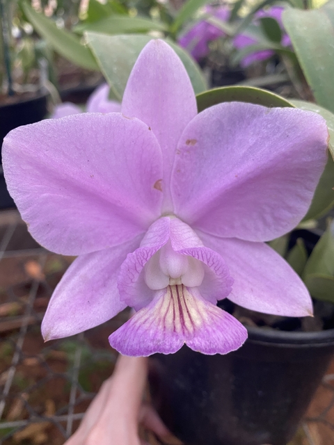 Orquídea Cattleya Nobilior fatal attraction x Cn. Amaliae (2)