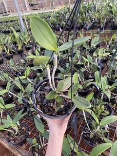 Cattleya amethystoglossa "tipo" pré adulta - comprar online