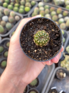 Lobivia arachnacantha (black) flor laranja - comprar online
