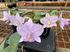Cattleya Nobilior fatal attraction x Cn. amaliae