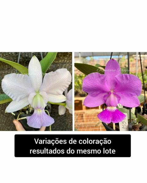 Cw. Rafael x Cw. imperatriz x (Cw. top coerulea x Cw. xisto redonda)