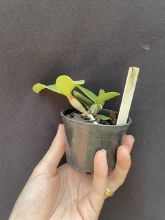 Cattleya Nobilior amaliae x Cn. Yuriko x Cn. DRW - loja online