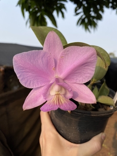 Orquídea Cattleya Nobilior fatal attraction x Cn. Amaliae (2) - Orquidário Progresso