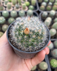 Mammillaria scheinvariana - comprar online