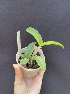 Cattleya Nobilior fatal attraction x Cn. amaliae - loja online