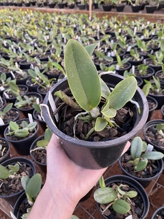 Cw. equilíbrio x Cw. top coerulea x Cw. xisto redonda