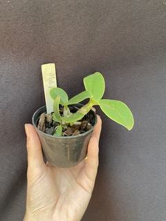 Imagem do Cattleya Nobilior amaliae x Cn. Yuriko x Cn. DRW