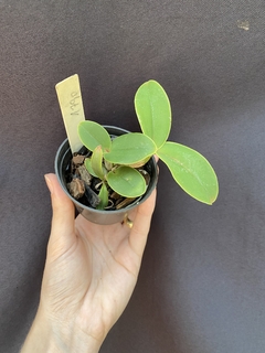Cattleya Nobilior amaliae x Cn. Yuriko x Cn. DRW - Orquidário Progresso