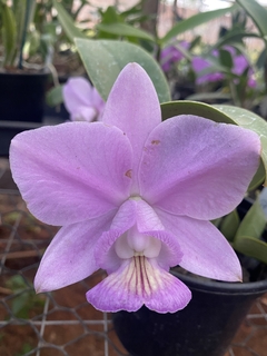 Orquídea Cattleya Nobilior fatal attraction x Cn. Amaliae (2) - comprar online