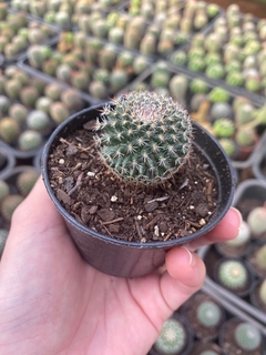 Mammillaria hahniana - comprar online