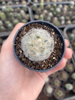 Mammillaria plumosa - comprar online
