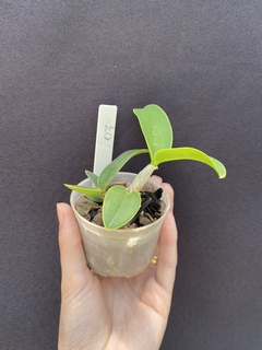 Cattleya Nobilior fatal attraction x Cn. amaliae na internet