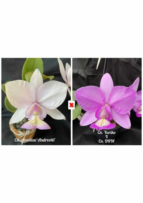 Cattleya Nobilior amaliae x Cn. Yuriko x Cn. DRW