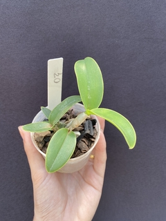 Cattleya Nobilior fatal attraction x Cn. amaliae - Orquidário Progresso