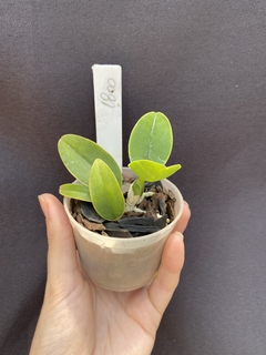 Cattleya Nobilior cobiçada x Cn. lori x (Cn. amaliae) - comprar online