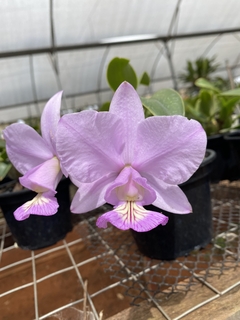 Cattleya Nobilior fatal attraction x Cn. amaliae - comprar online