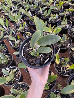 Cw. equilíbrio x Cw. top coerulea x Cw. xisto redonda - Orquidário Progresso