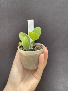 Cattleya Nobilior cobiçada x Cn. lori x (Cn. amaliae) - loja online