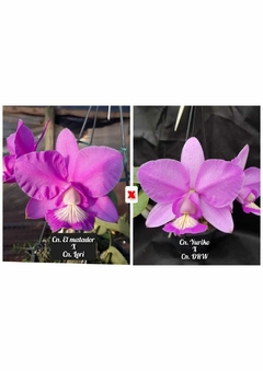 Cattleya Nobilior El Matador x Cn. Lori x (Cn. Yuriko x Cn. DRW)