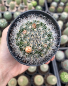 Mammillaria scheinvariana - comprar online