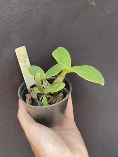 Cattleya Nobilior amaliae x Cn. Yuriko x Cn. DRW - comprar online