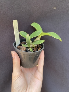 Cattleya Nobilior amaliae x Cn. Yuriko x Cn. DRW na internet