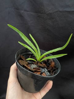 Muda de Vanda tricolor - comprar online