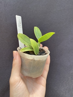 Cattleya Nobilior cobiçada x Cn. lori x (Cn. amaliae) - Orquidário Progresso