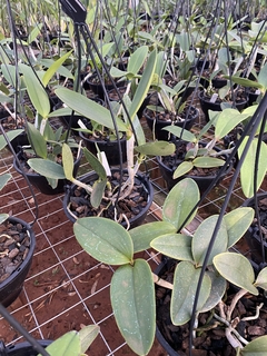 Imagem do Cattleya amethystoglossa "tipo" pré adulta