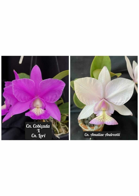Cattleya Nobilior cobiçada x Cn. lori x (Cn. amaliae)