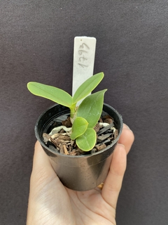 Cattleya Nobilior El Matador x Cn. Lori x (Cn. Yuriko x Cn. DRW) na internet
