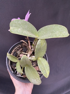 Orquídea Cattleya Nobilior fatal attraction x Cn. Amaliae (2) - Orquidário Progresso