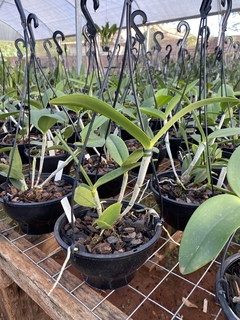 Cattleya amethystoglossa "tipo" pré adulta na internet